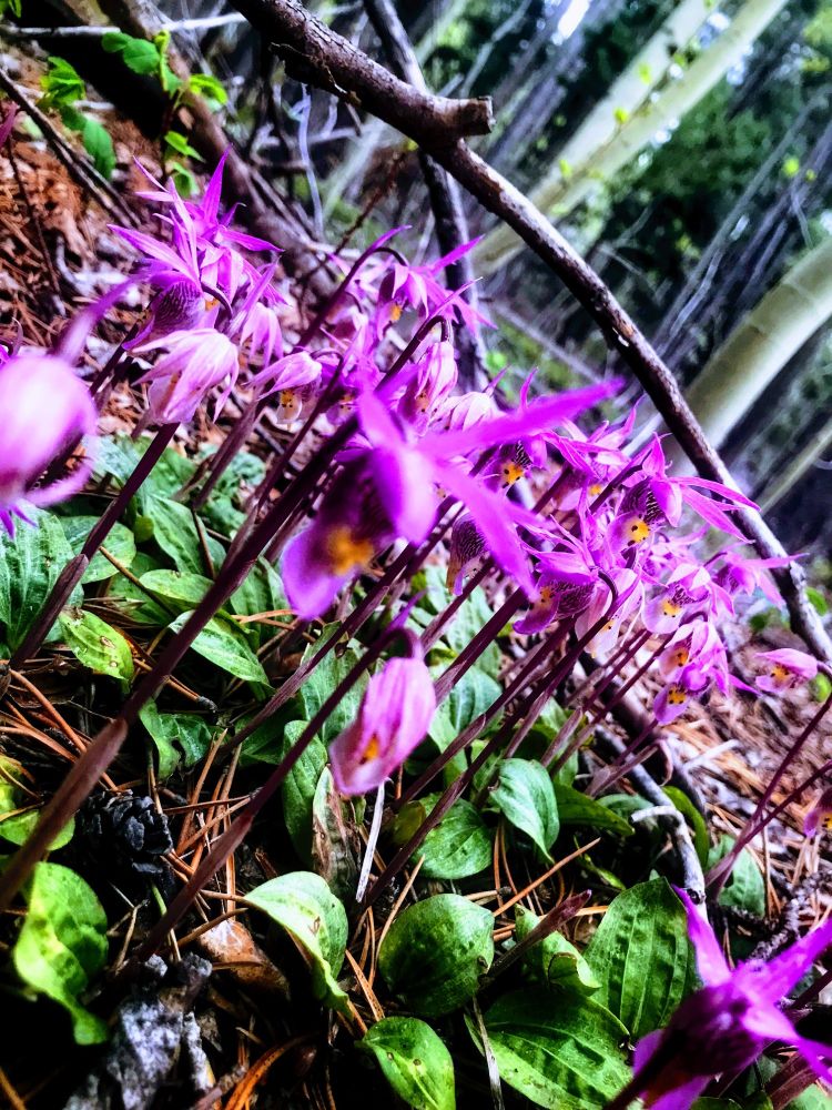 Wild orchids from my forest walk. Colorado wild flowers in bloom.