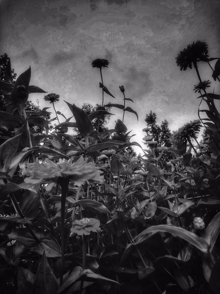 B&W photo taken a couple days ago.. It's been a bit of a week meeting unexpected challenges & view points along the way. Last minute travels out east always bring this prospective home.. 🌼🌸🌻
