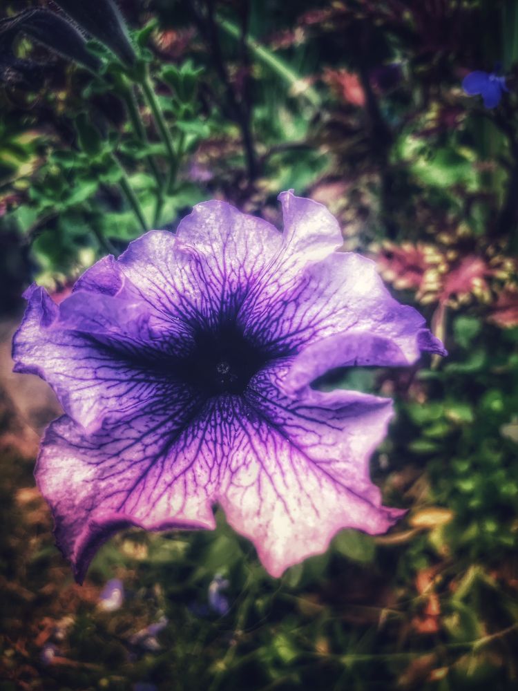 So much detail in her purple petals.. I forgot the name of this beauty. Brings me light while death surrounds. 