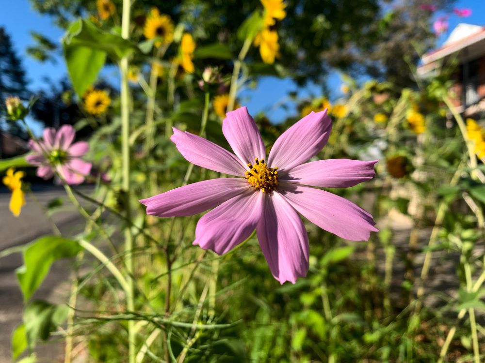 Close up of a lavender cosmos growing from a curbside patch on a residential street. The late afternoon sun shines brightly on the patch of sunflowers and cosmos flowers
