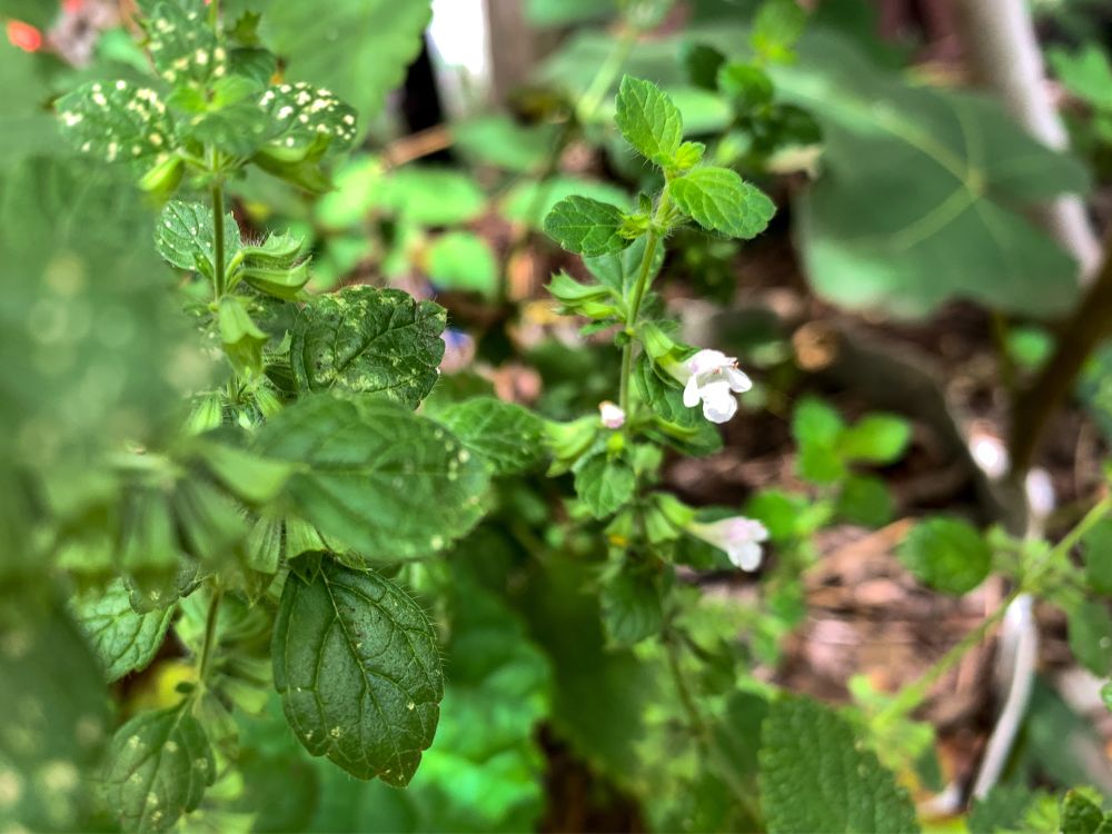 Lemon bee balm plant with the scent of lemon and hint of mint. The plant is flowering, with tiny white and lavender blooms