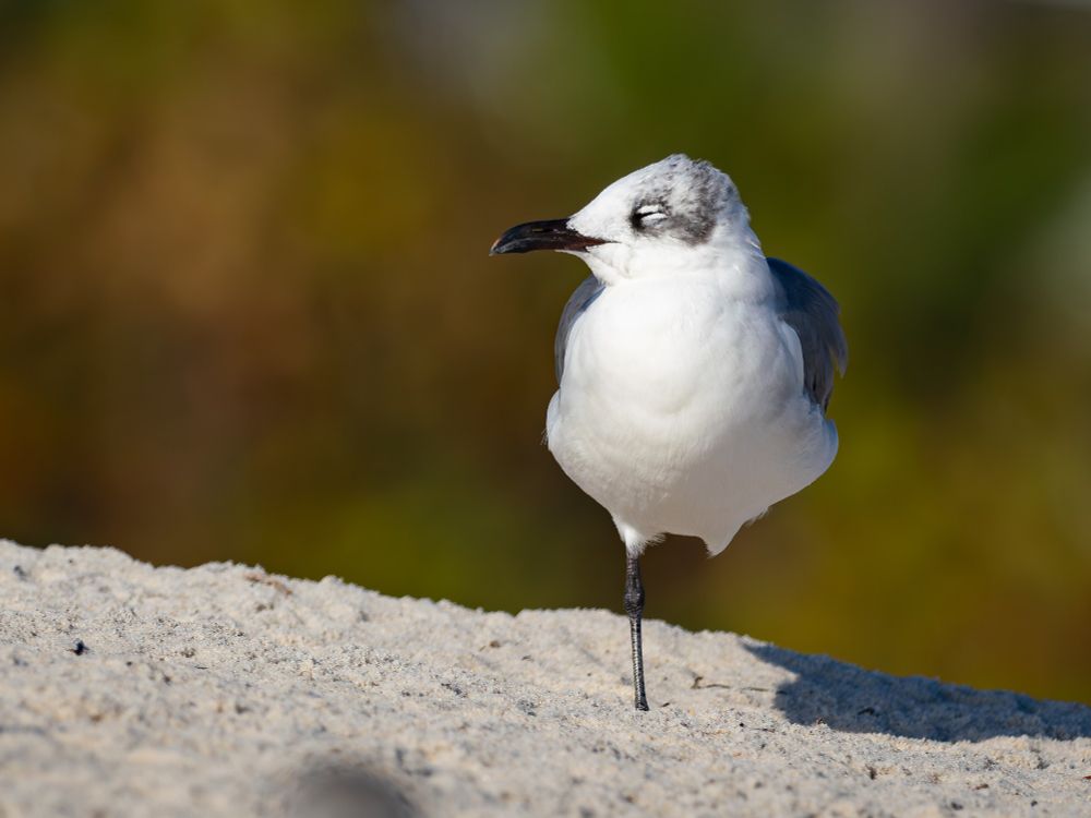 A Laughing Gull stands on a sun-drenched beach, one leg retracted. The gull photographed here is a white bird with gray wings, gray markings on its head, and a black bill. It stands on a slope of sand, facing the camera, in the right half of the frame, but its head is turned toward the left. The gull is balancing on its right leg; it holds its left under its feathers, out of view, presumably for warmth. The background of the photograph is a blur of brown, orange, and green foliage. 