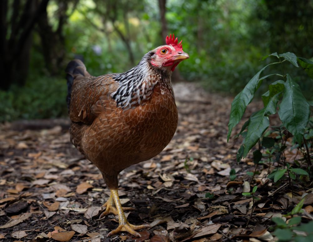 A chicken struts through the Miami Beach Botanical Garden. This chicken has an orange breast, a speckled brown-and-white cap, a small red comb, and prominent yellow feet. Here, it pecks its ways along a trail canopied with green plants and trees. The ground is covered in dry leaves and mulch. 