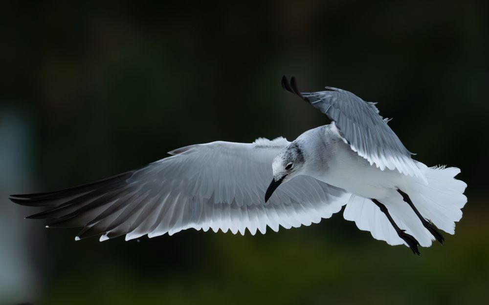 A Laughing Gull hovers over Miami Beach. This photograph captures a Laughing Gull in flight. Facing the left side of the frame, this gull is a bright white bird with gray wings and numerous black accents on its wings, bill, and feet. Here, the bird is stopped in motion, its wings swept over its head. The bird looks down; something on the beach has caught its attention. The background of the photograph consists of the dark green hues of bushes or trees in the distance.