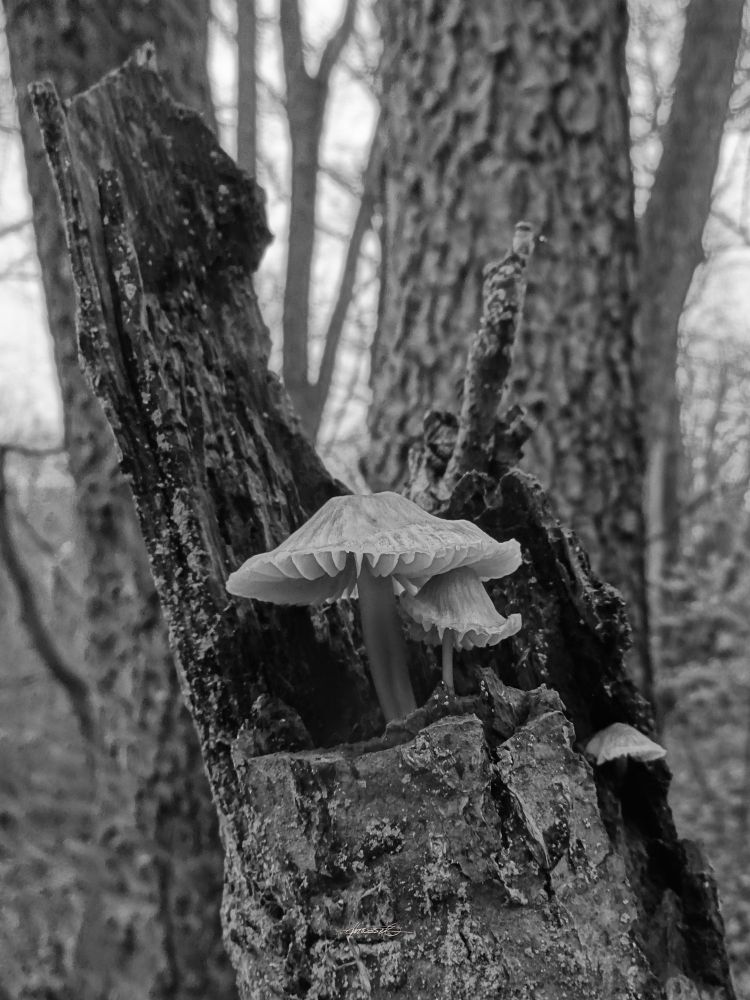 Schwarzweiß-Foto von zwei unterschiedlich großen hellen Pilzen auf einem dünnen, leich schrägen Baumstumpf. Der kleine Pilz steht unter dem großen wie unter einem Schirm. Links hinter ihnen ragt etwas Rinde nach oben wie eine Wand. Rechts am Baumstumpf sieht man den Hut eines dritten, sehr kleinen Pilzes. Hinter dem Stumpf sieht man Bäume eines Waldes emporragen.