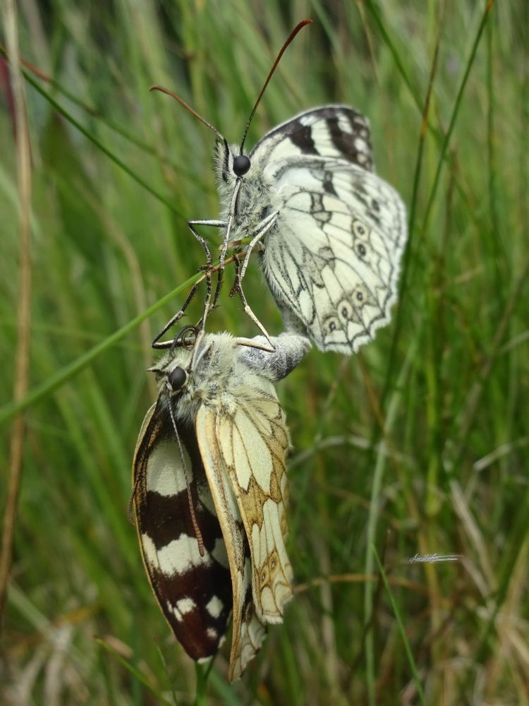Two butteflies connected at the end of their bodies sitting in the grass. The upper one has a black and white pattern on its wings, the other has a similar pattern but in yellow and dark brown.