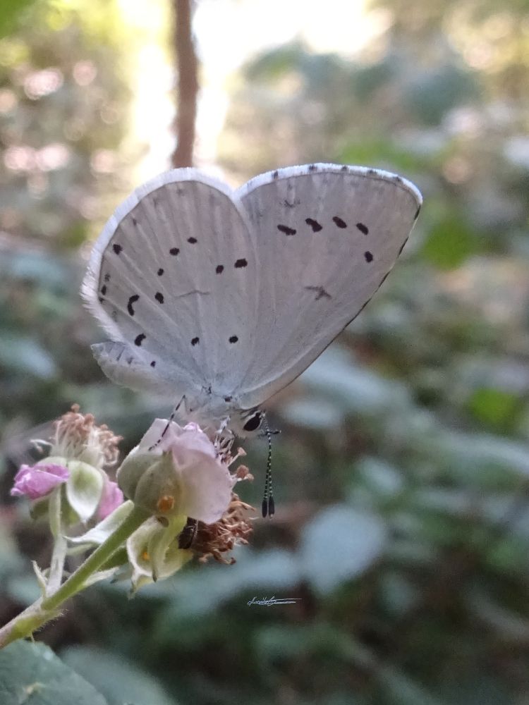 Von seiner rechten Seite fotografiert ein hellblau-silbriger Schmetterling mit kleinen schwarzen Flecken auf den geschlossenen Flügeln sitzt auf einer Brombeerblüte. Im Hintergrund unscharf Wald, der im Morgenlicht strahlt.