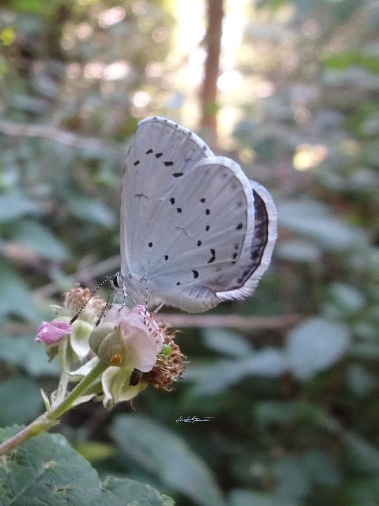Von seiner linken Seite fotografiert ein hellblau-silbriger Schmetterling mit kleinen schwarzen Flecken auf den geschlossenen Flügeln sitzt auf einer Brombeerblüte. Im Hintergrund unscharf Wald, der im Morgenlicht strahlt.