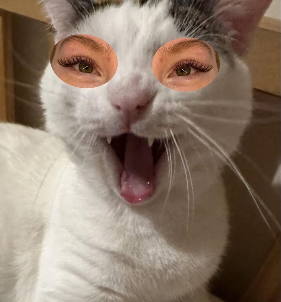 Um gato muito feliz com a boquinha aberta