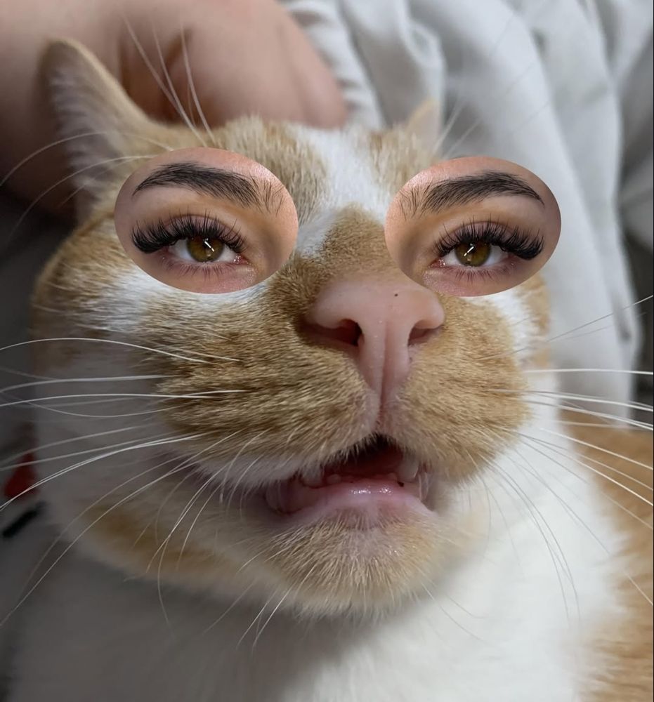 Esse gato está com uma expressão de quem acabou de bater um pratão de feijoada e ainda mandou meio pudim de sobremesa