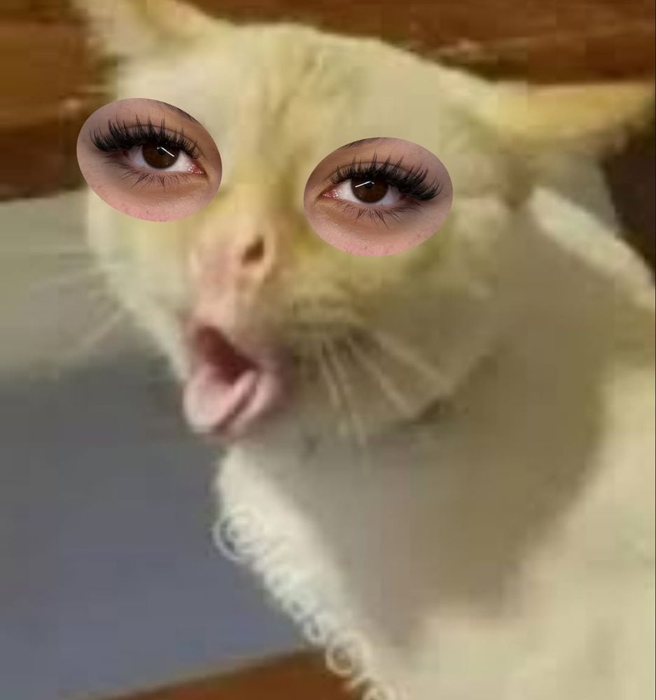 O famoso meme do gato tendo ânsia de vômito 
