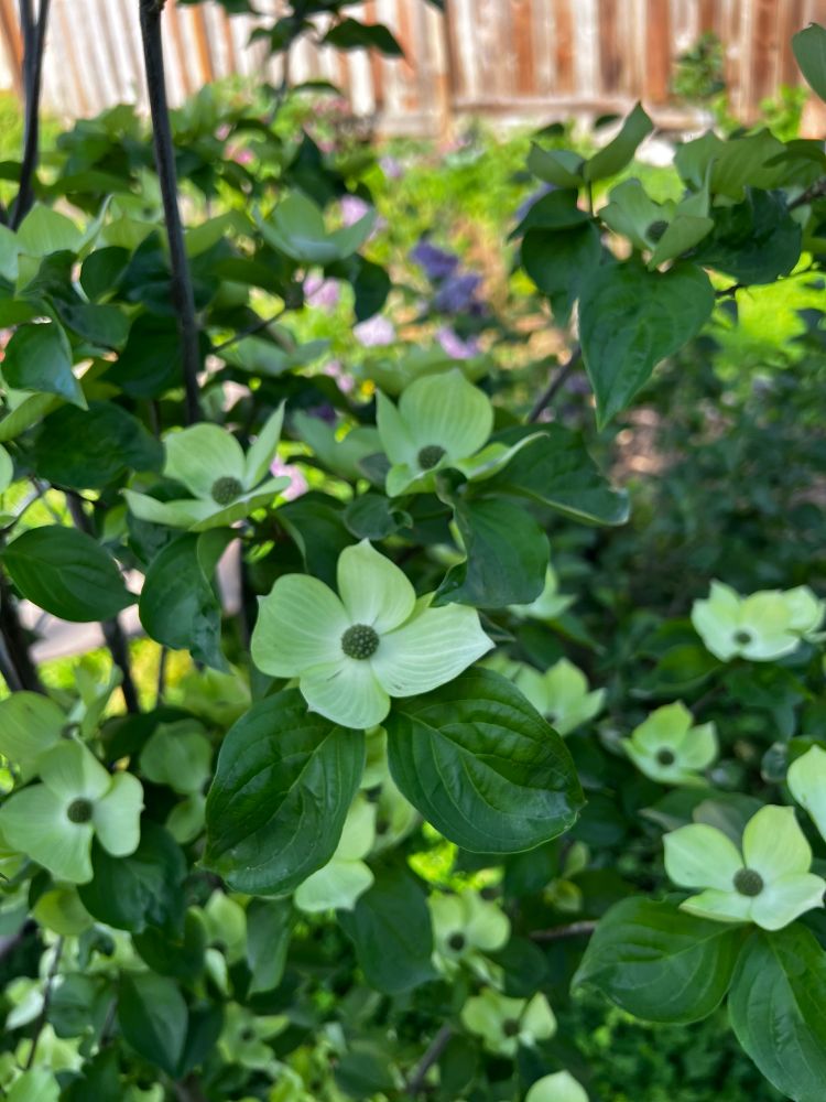 Close up of a blooming juvenile Dogwood tree with big, light green blossoms and bright, dark green leaves 