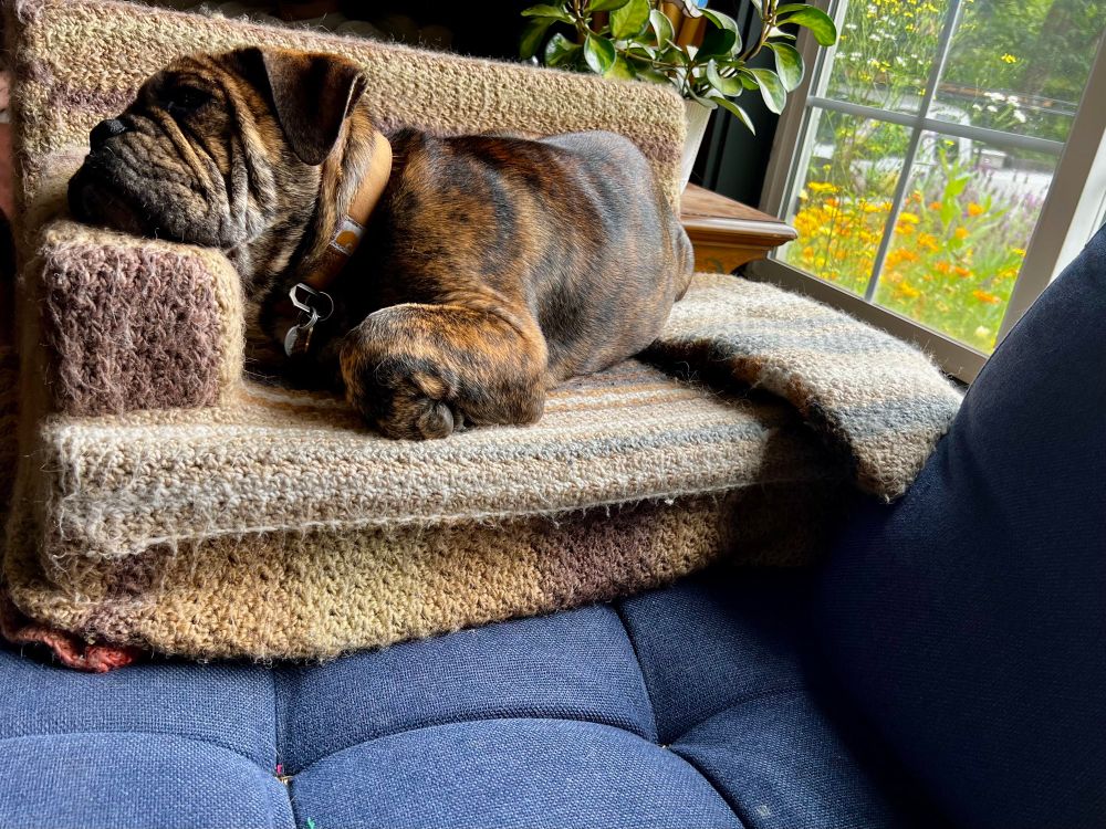 Dark brindle bulldog puppy laying on a well loved crochet cat bed, sitting on a well loved blue couch, in front of a sunny window 