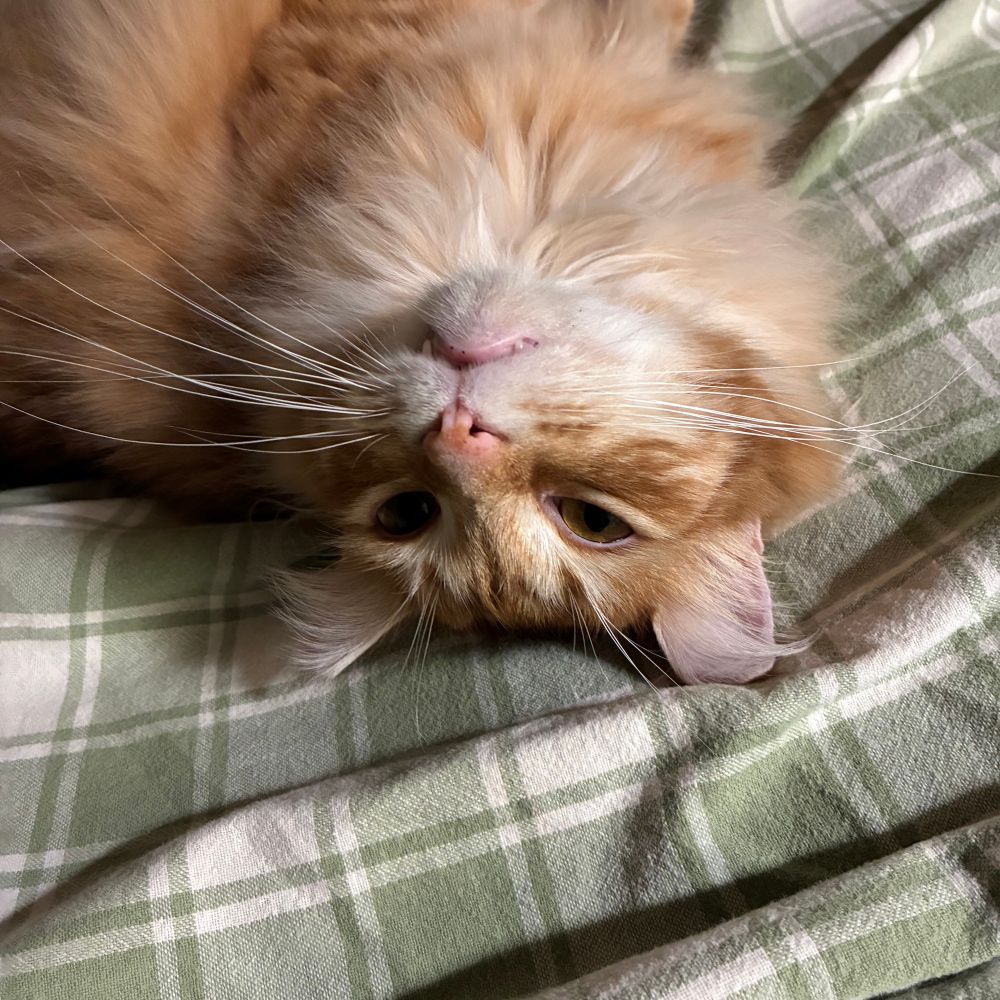 My orange cat looking at me upside down. 