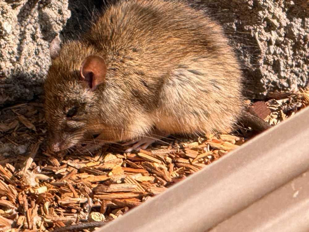 The rat looking super cute and adorable