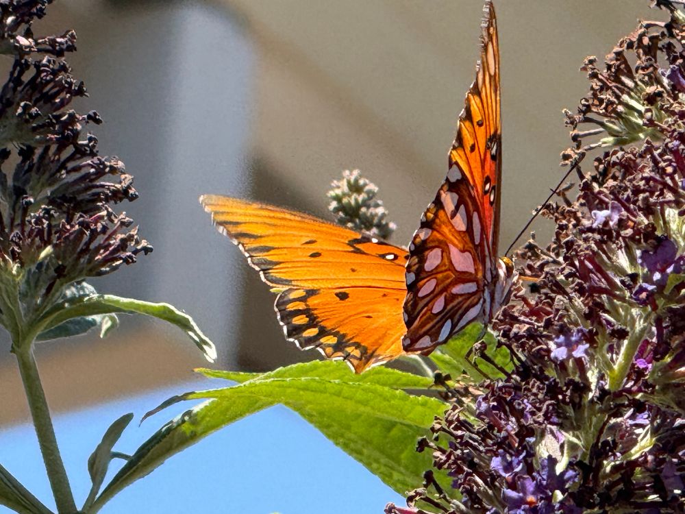 a gulf fritillary butterfly drinking nectar from tiny purple flowers. the butterfly has white and orange patterns on its wings 