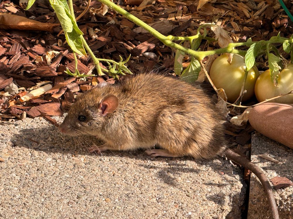 A black rat (species, light brown in fur color) sitting on a retaining wall in my garden, enjoying some tomatoes 