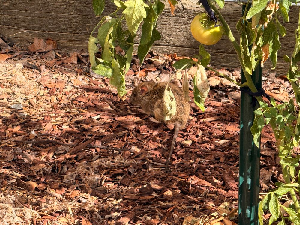 The rat hanging out in the shade 