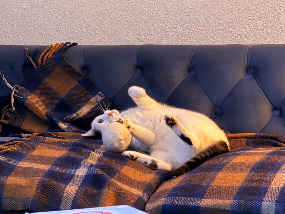 Luna upside down on the couch 