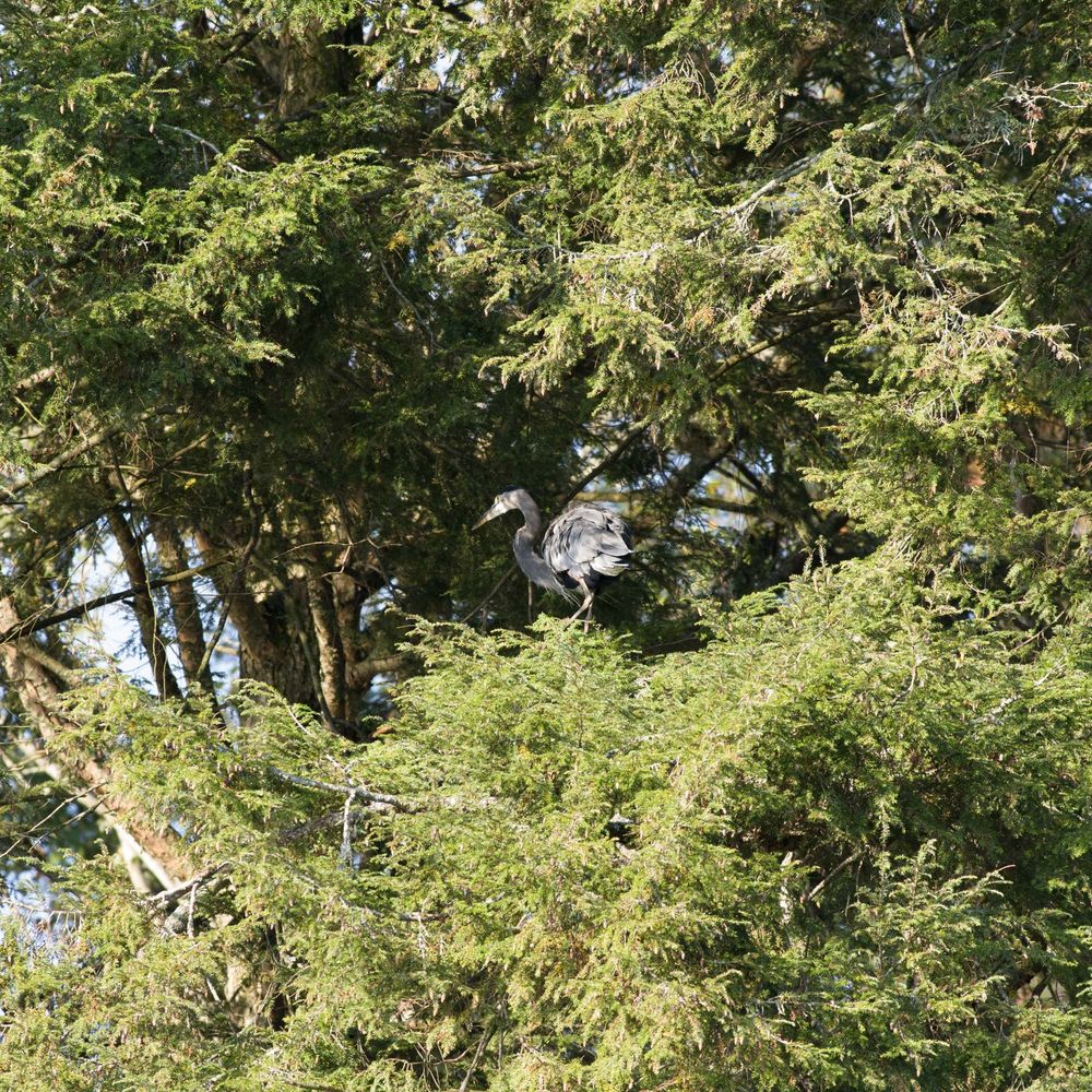 A blue heron perches in a gap in the trees.