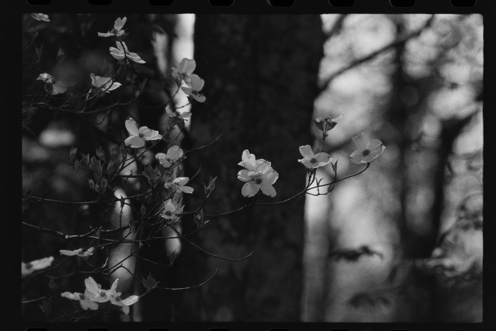 A black and white photo of white blossoms in a dark forest.