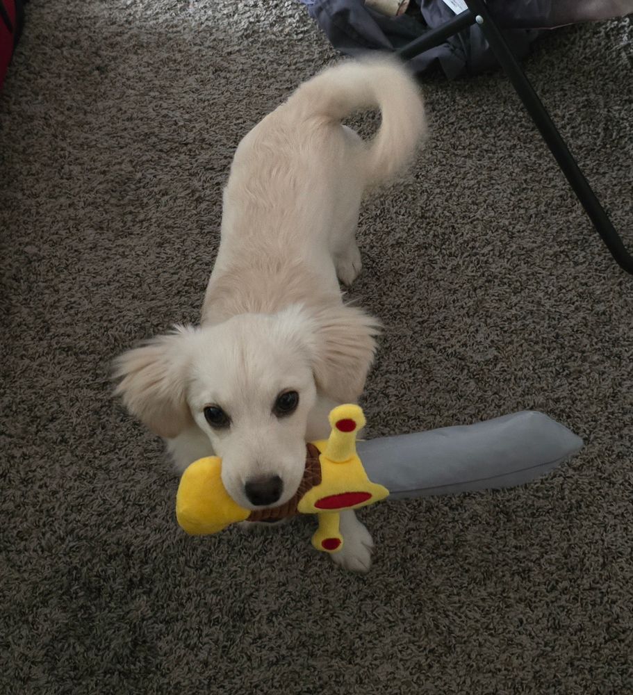 A small white dog holding a dog toy shaped like a sword