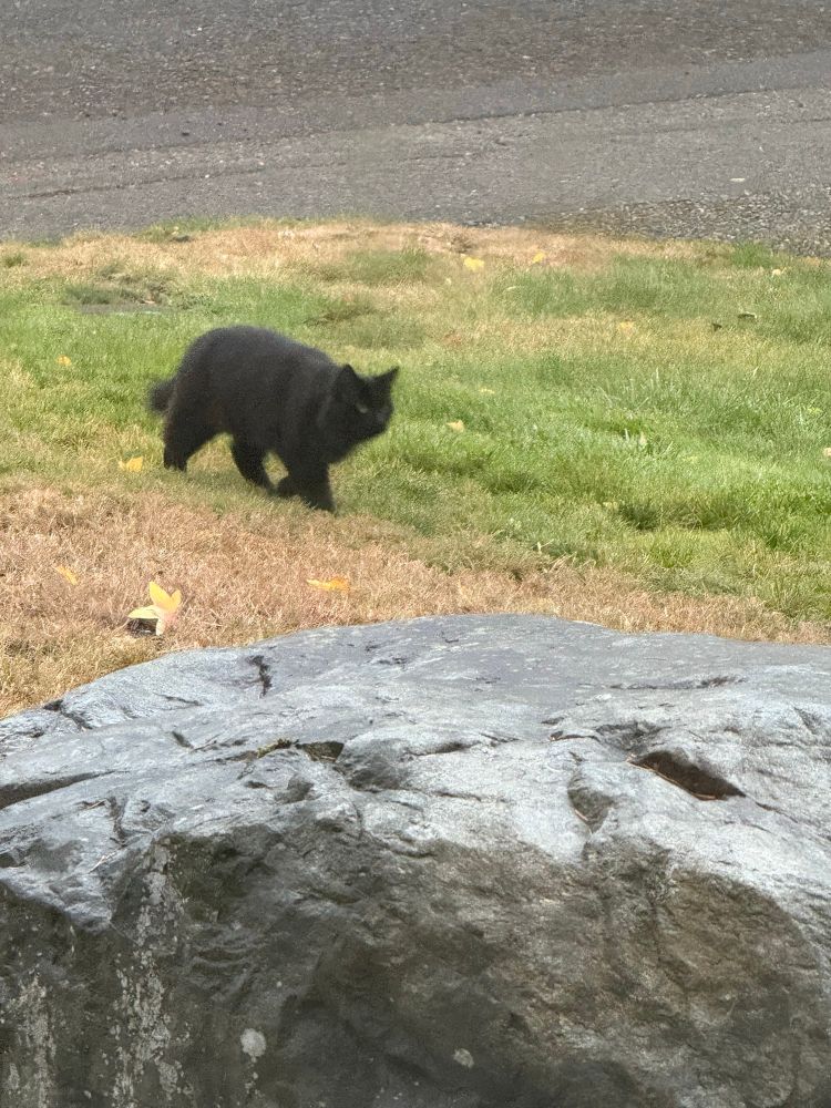 Furry unknown black cat in my front yard (out of picture Luna is looking offended out the window at him)