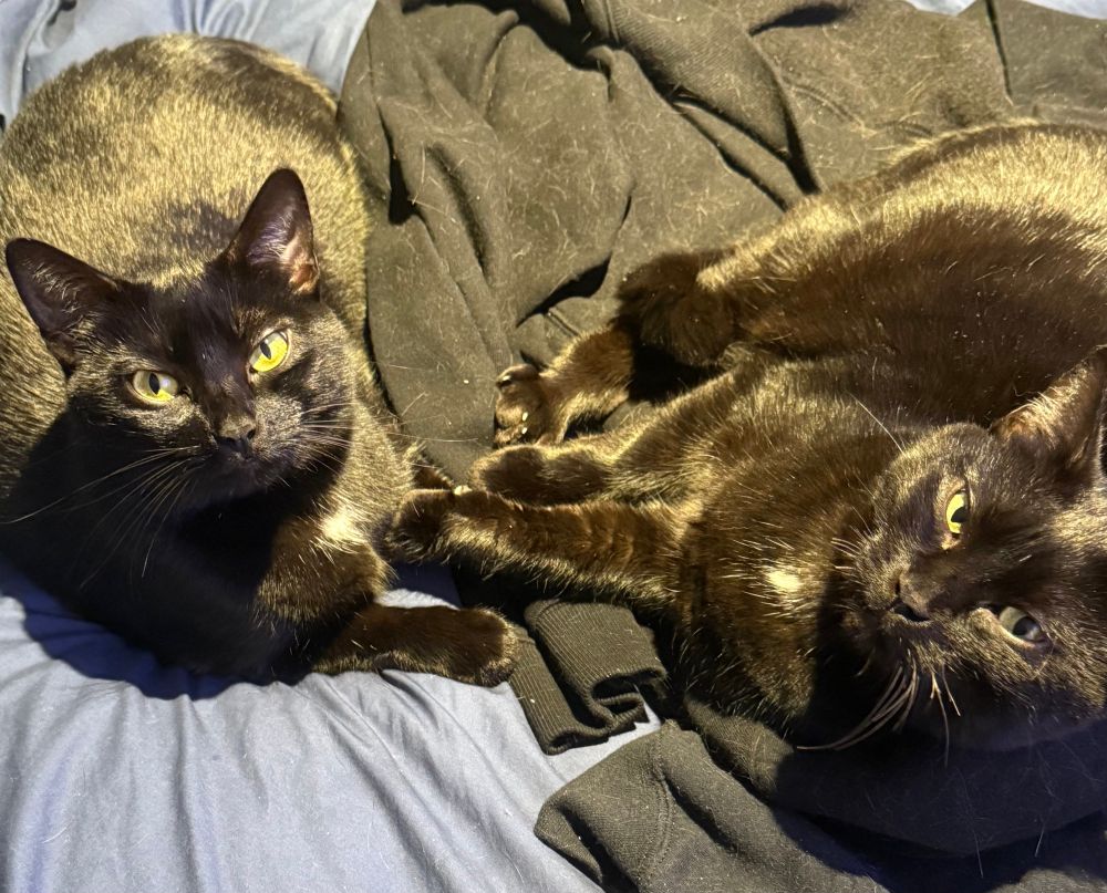 Two black cats laying down on a sweat shirt. Their paws are on top of each other.