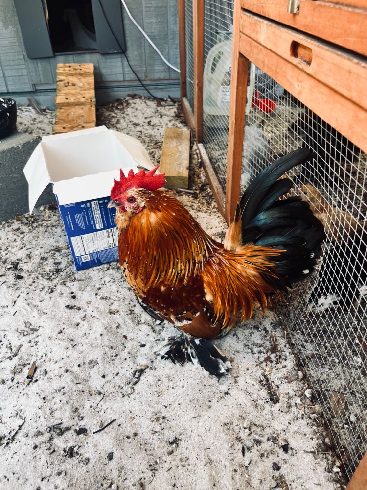 Dill & Pickles dad. His name is Jason. He’s standing next to a 8-pack empty box of instant mac n cheese for scale. He’s not much taller than it. 