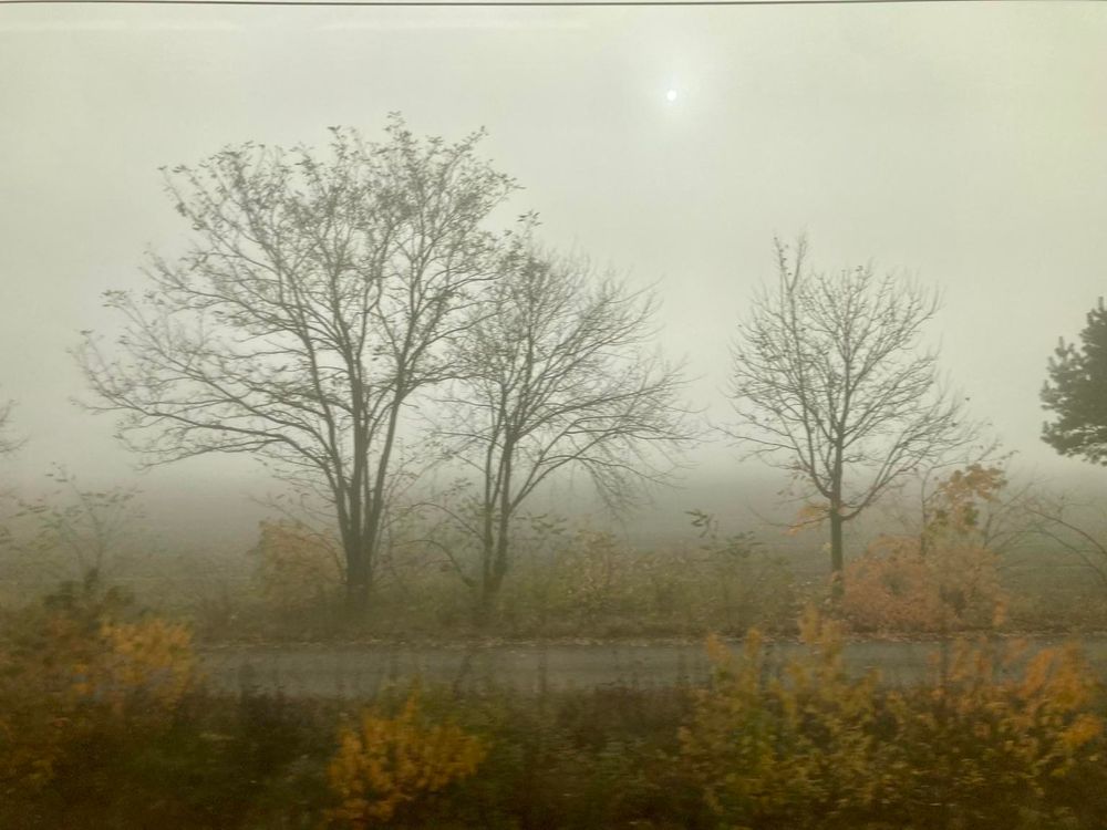A foggy landscape featuring bare trees with some autumn leaves, set against a grey sky. A faint sun is visible in the background. A road runs along the foreground, lined with low vegetation.