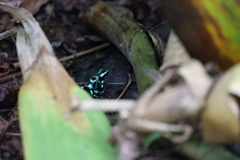 A bright blue and black poison dart frog. One of the most poisonous!