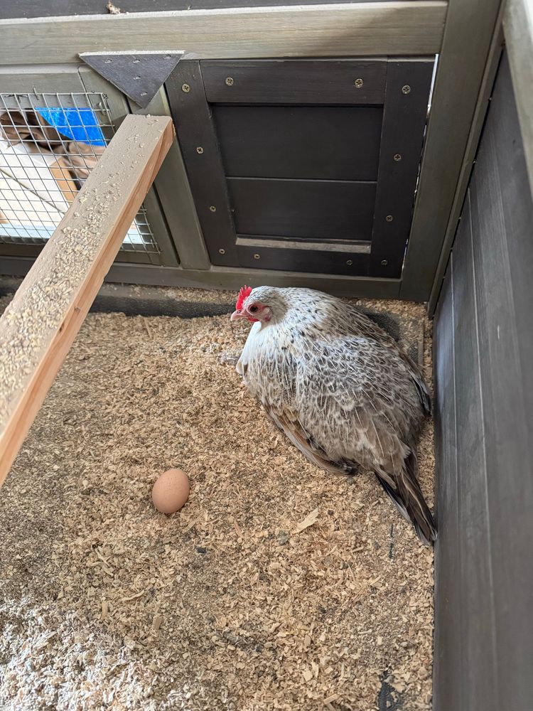 A white ish hen sitting on a few eggs while also ignoring an egg just a few inches away.