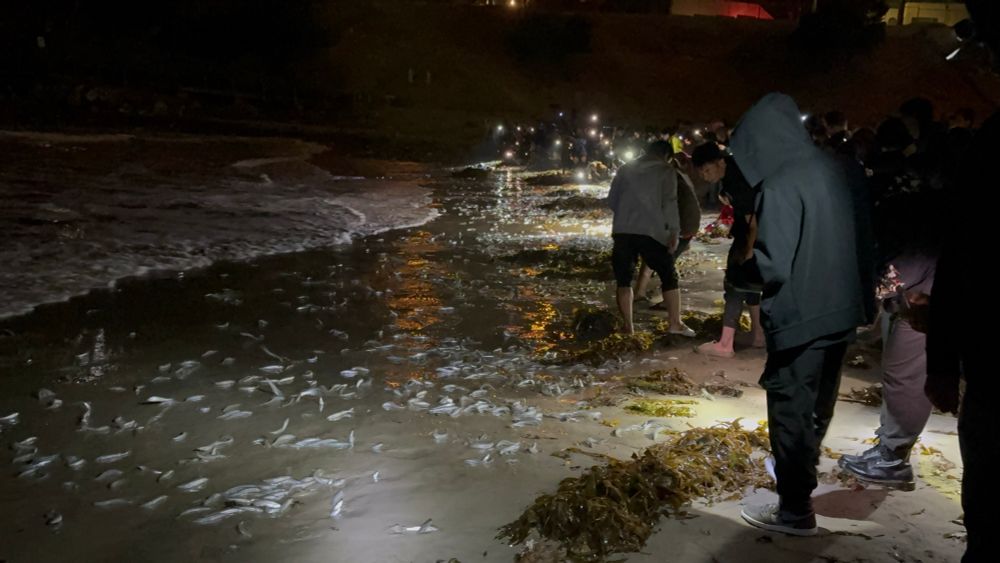 A beach at nighttime full of small spawning grunion