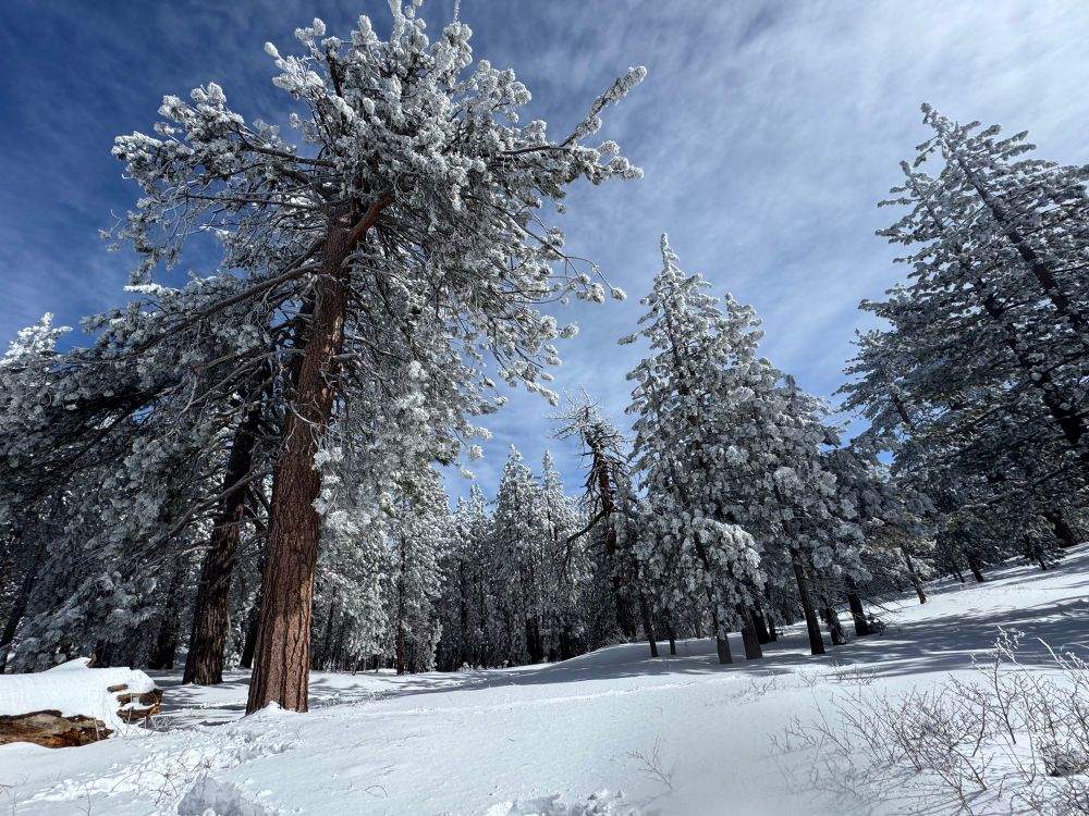 A forest of pine trees covered in snow