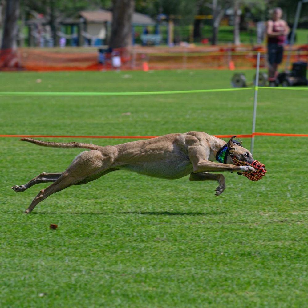 My whippet girl at full extension looking like a BEAST