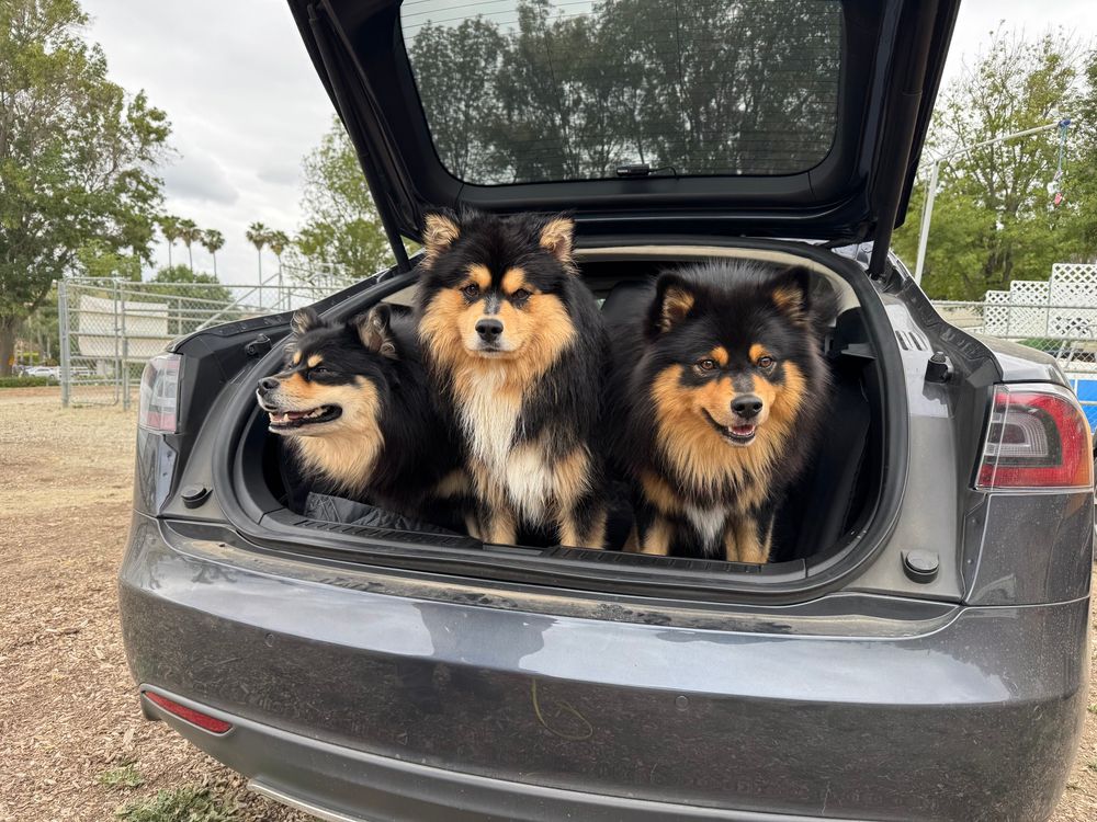 Three extremely fluffy dogs sitting in the trunk on a tesla