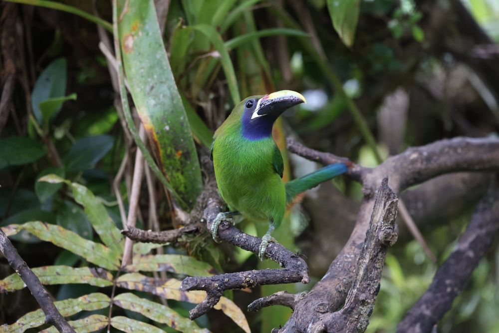 Emerald toucanet