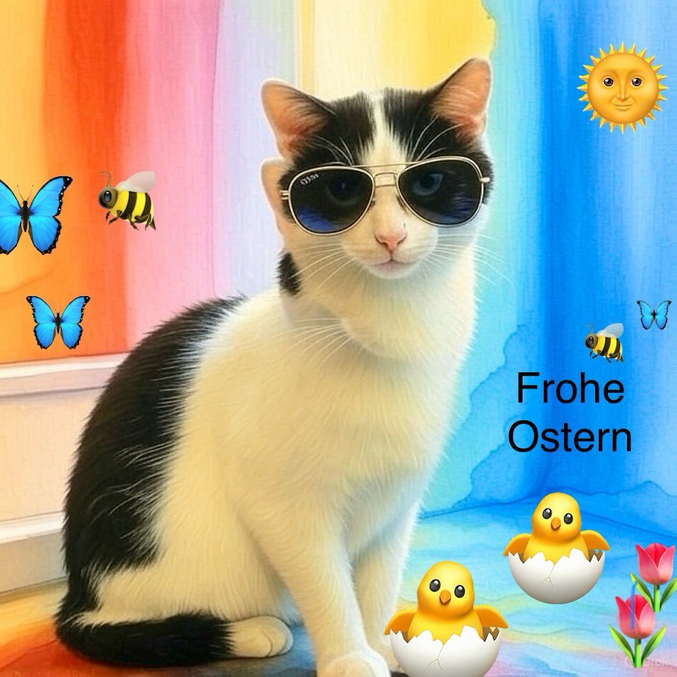 Eine schwarz weiße Katze mit buntem Hintergrund und verschiedenen Figuren.