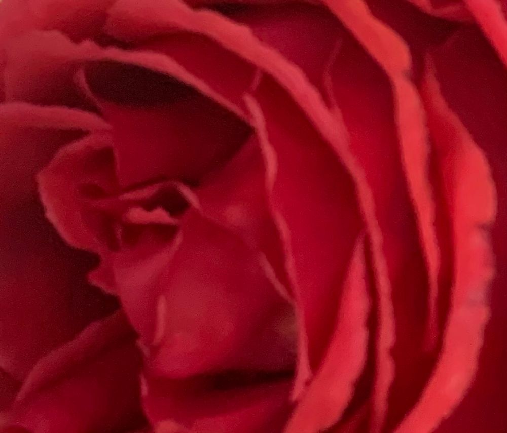 Rote Rosenblätter im Detail