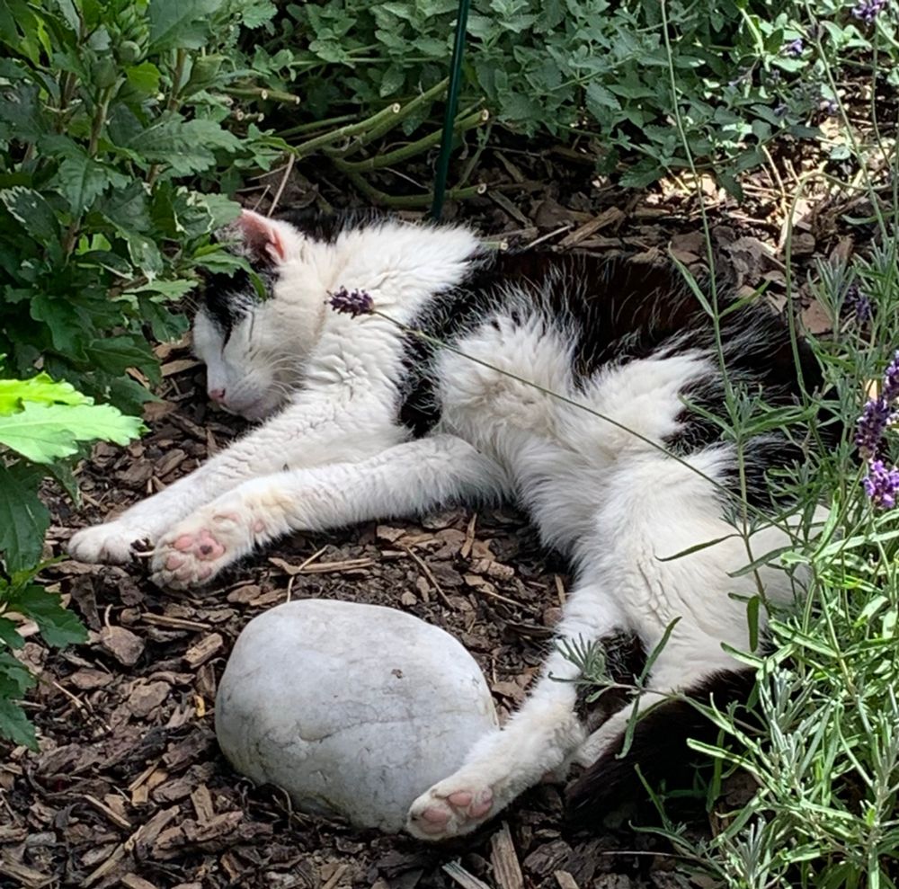 Schwarz weißer Kater liegt im Beet, davor ein Stein und seitlich Pflanzen.