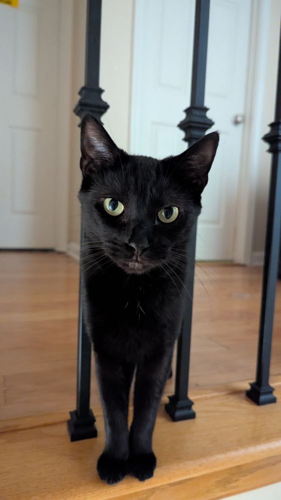 A small black cat with green eyes staring at the camera. 