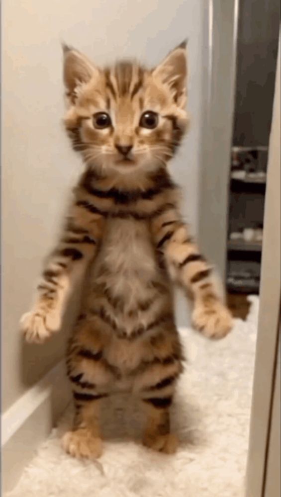 Cat Dance GIF