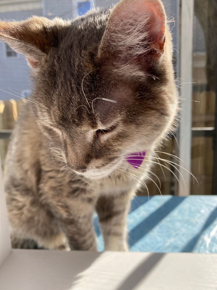 My tabby Lilly closeup as she is turning head to side. Sunlight behind her. 
