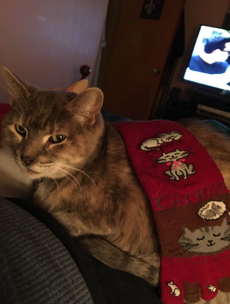 My tabby Lilly 🌈 back in late 2020, lying on belly with a red sock draped over her body that has kitty decorations on it. She is looking just off to camera. (she died Aug 2024)