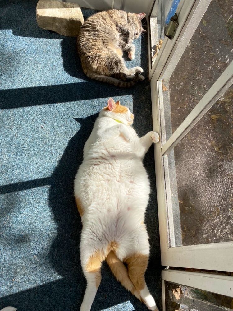 My tabby cat top of picture, curled on left side, eyes closed. Below her my yellow white cat, laying on back, floof belly exposed, eyes closed. They are on catio porch, sun shining warm on this October day. Life is good.
