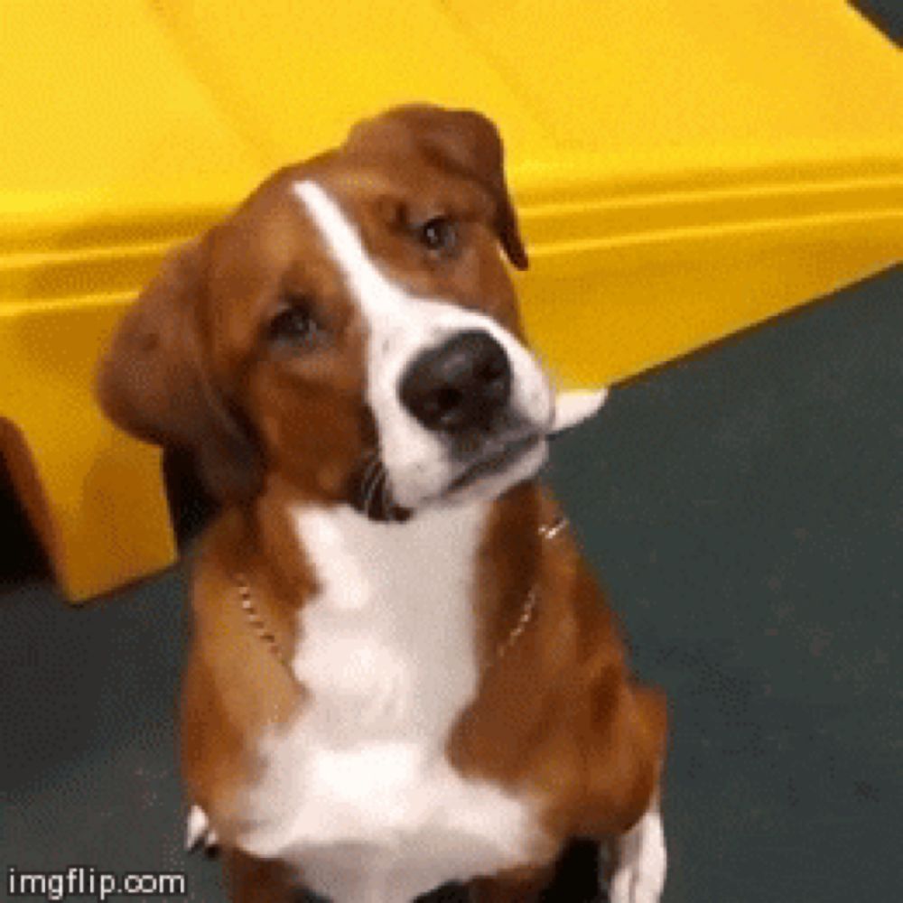 Dog Head Turn GIF - Find & Share on GIPHY