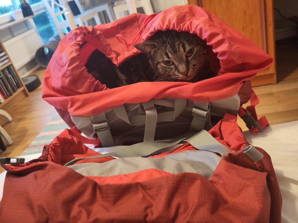 En katt har krupit ner i en öppen vandringsryggsäck.