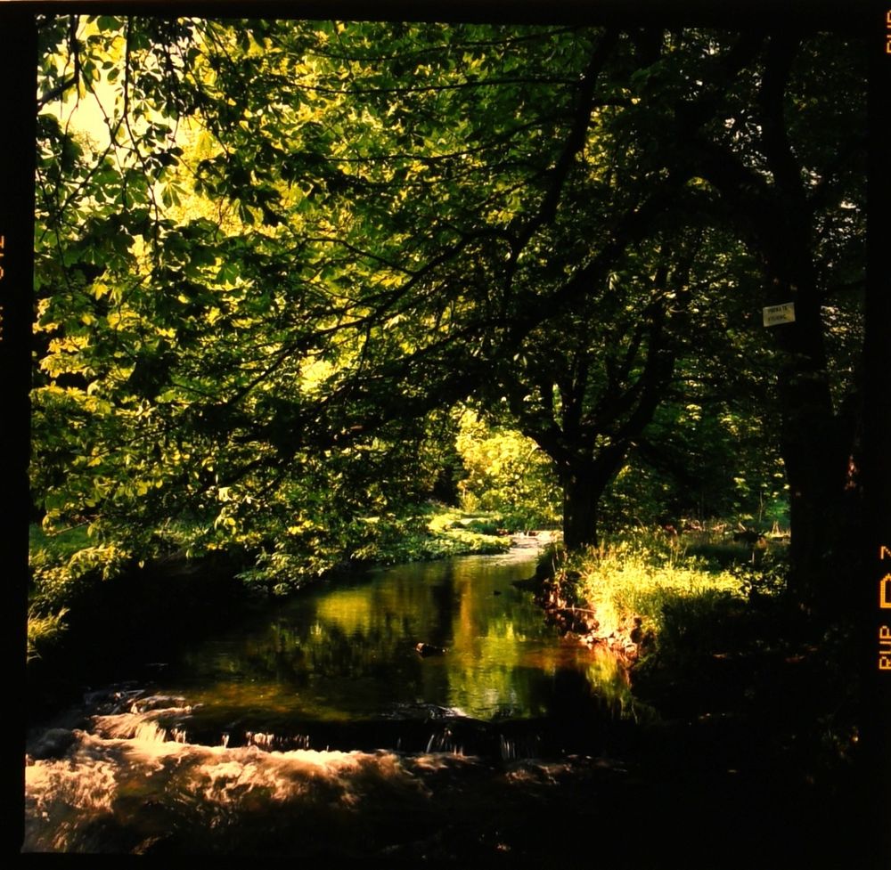 Colour photograph of a small river flowing through woodland. The sun is shining brightly through the leaves of the trees.