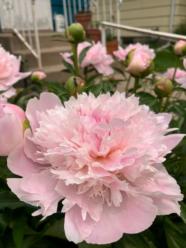 Big fluffy light pink flowers on a bushy plant, peony variety “raspberry sundae”