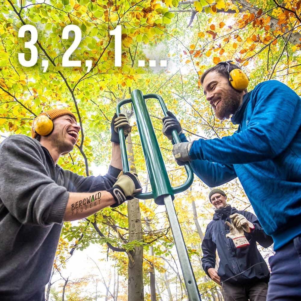 zwei Menschen mit gehörschutz schlagen  mit einer pfahlramme einen zaunpfahl im wald ein.